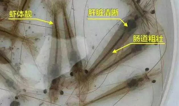 DgF(xin)tô